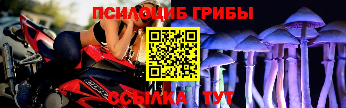 Орск  купить   Вход с VPN  Галлюциногенные грибы Cubensis 